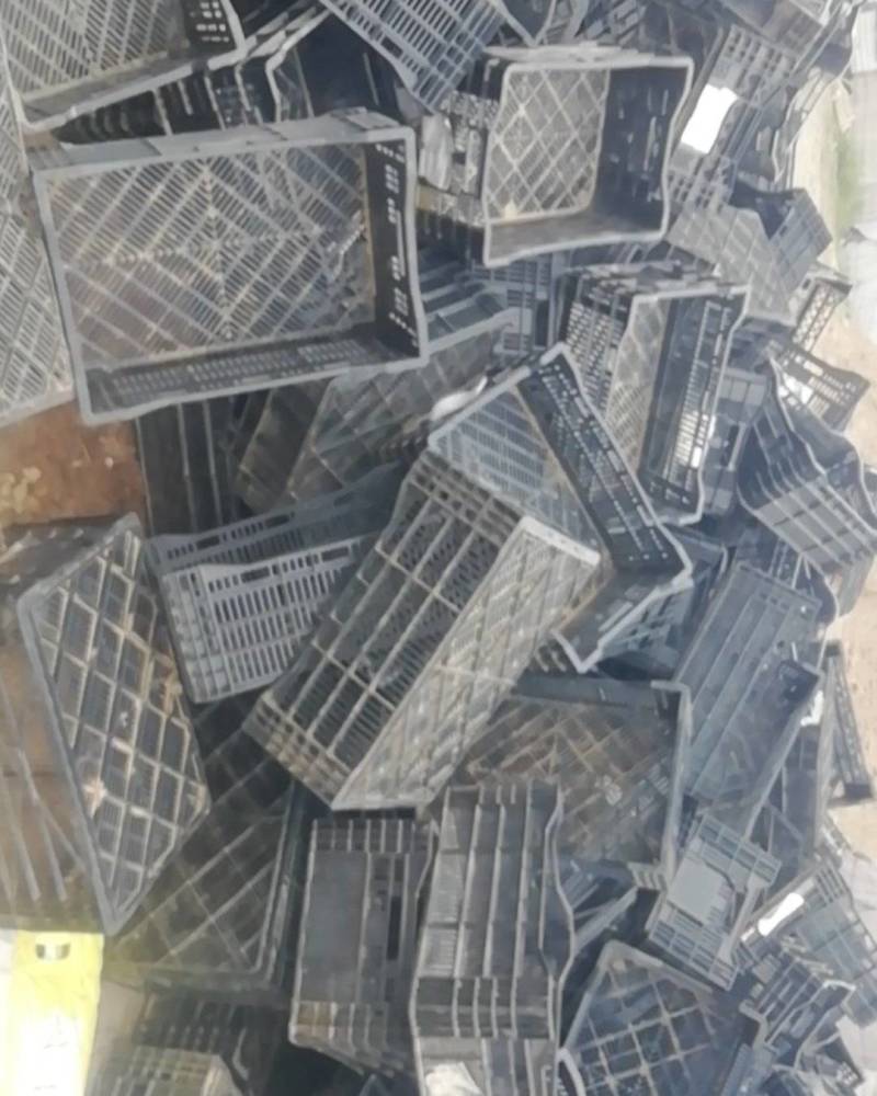 处理进口郁金香塑料筐
