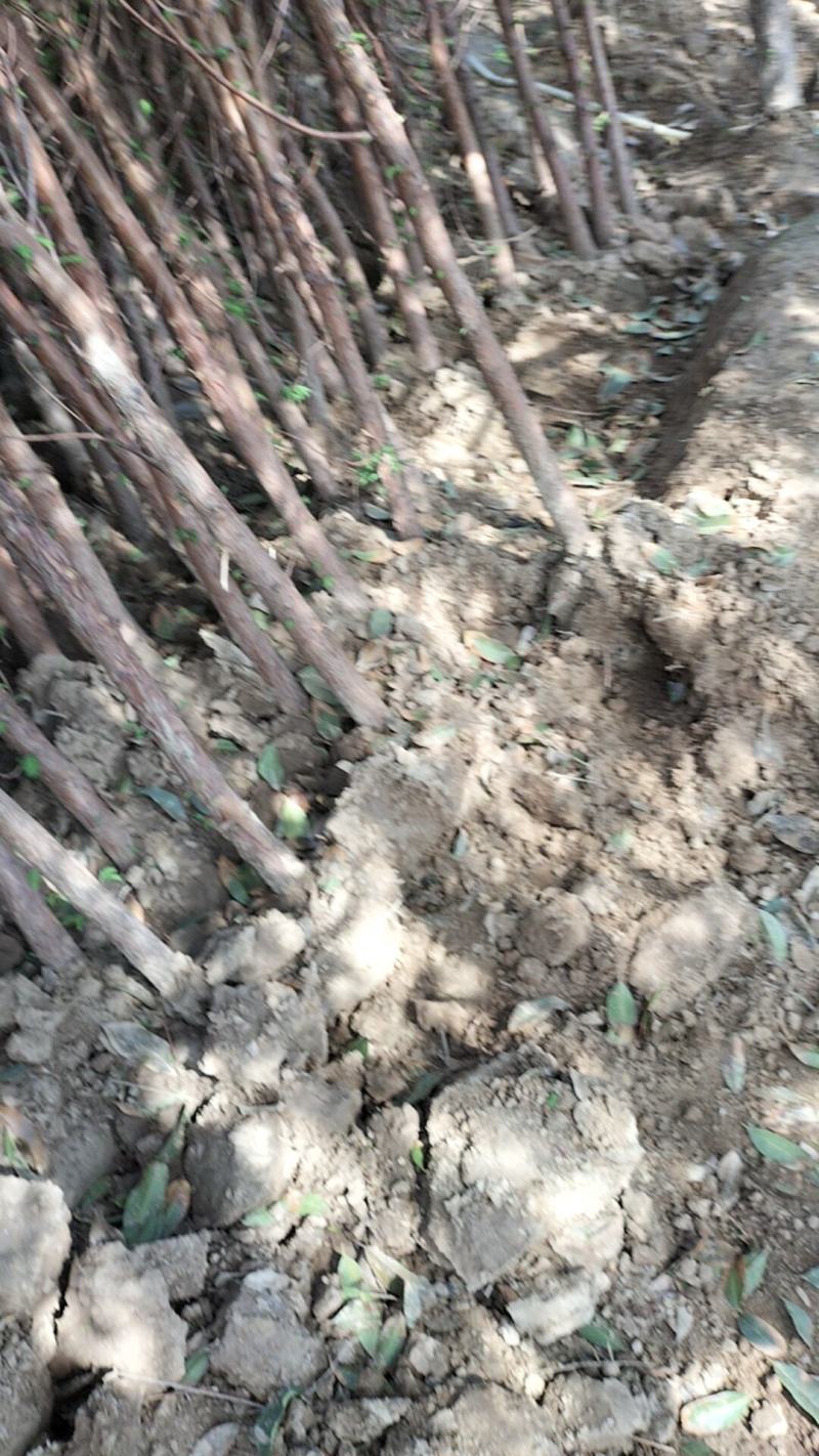 水杉绿化工程行道树苗公园水边种植耐水性佳等