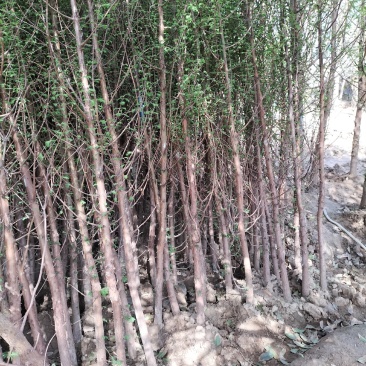 水杉绿化工程行道树苗公园水边种植耐水性佳等