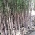 水杉绿化工程行道树苗公园水边种植耐水性佳等