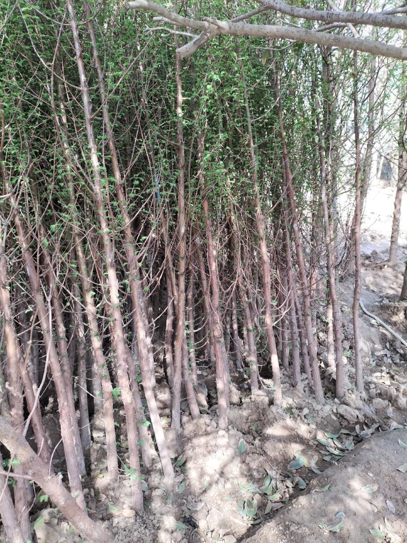 水杉绿化工程行道树苗公园水边种植耐水性佳等