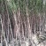 水杉绿化工程行道树苗公园水边种植耐水性佳等