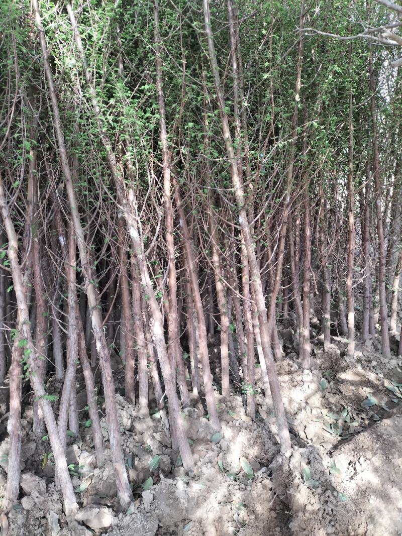 水杉绿化工程行道树苗公园水边种植耐水性佳等