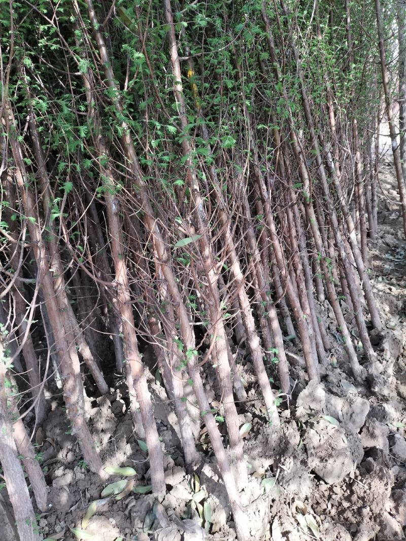 水杉绿化工程行道树苗公园水边种植耐水性佳等