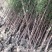 水杉绿化工程行道树苗公园水边种植耐水性佳等