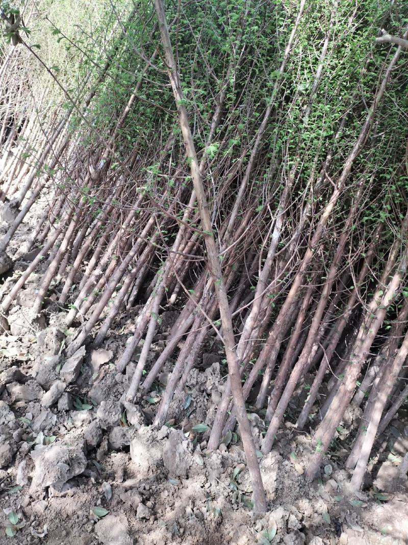 水杉绿化工程行道树苗公园水边种植耐水性佳等
