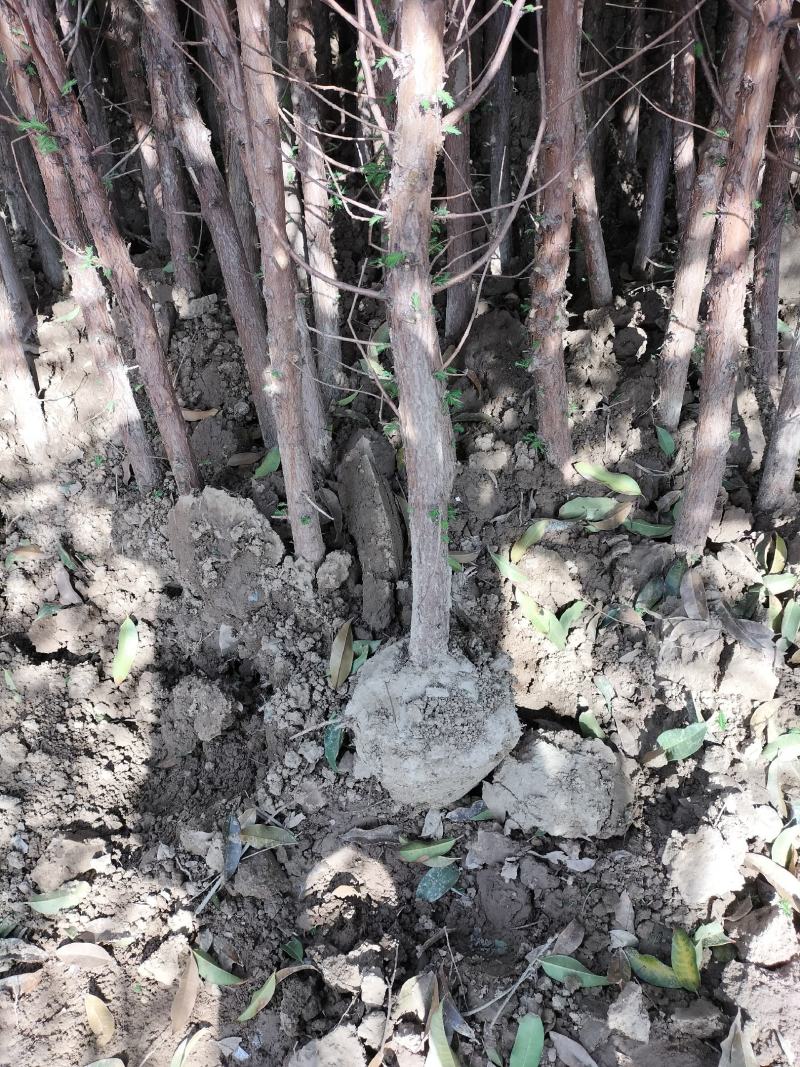 水杉绿化工程行道树苗公园水边种植耐水性佳等