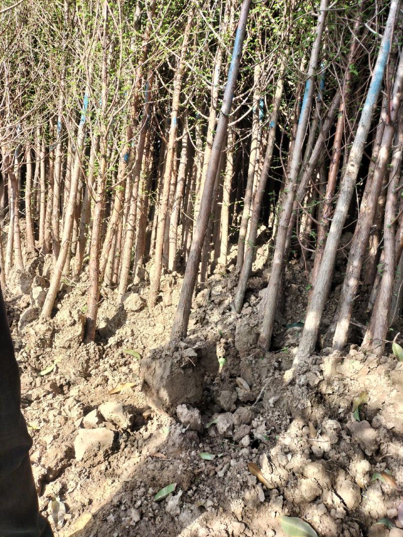 水杉绿化工程行道树苗公园水边种植耐水性佳等