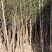 水杉绿化工程行道树苗公园水边种植耐水性佳等