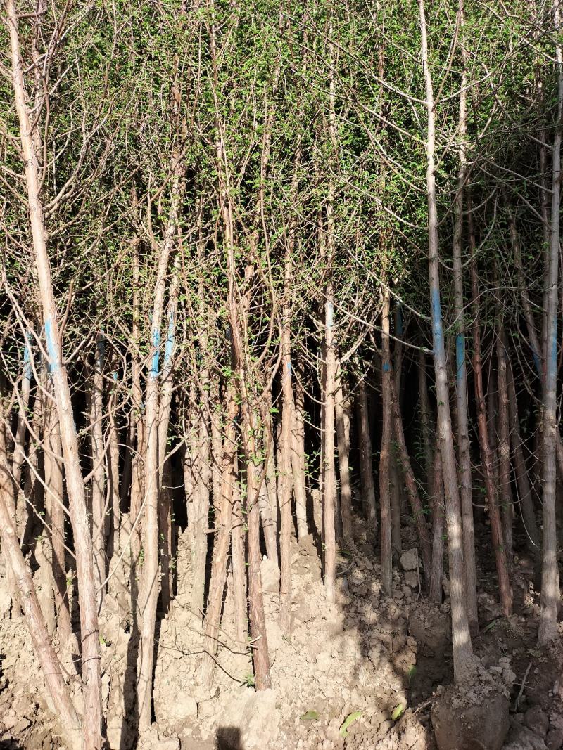 水杉绿化工程行道树苗公园水边种植耐水性佳等