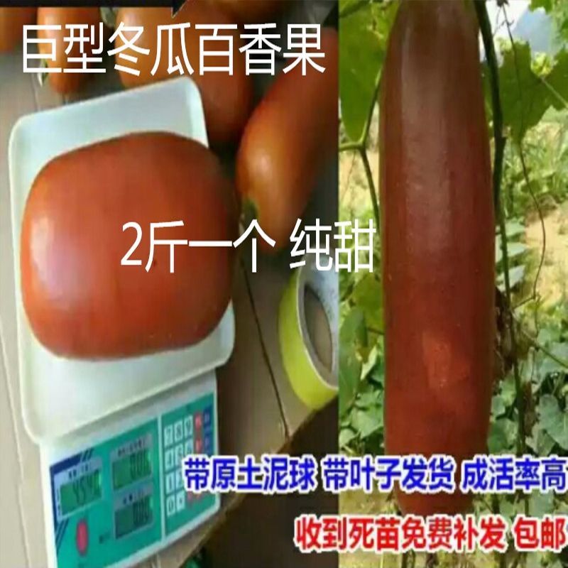新冬瓜百香果苗一个2斤南北种植四季可种盆栽地栽冬瓜百香