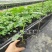 新冬瓜百香果苗一个2斤南北种植四季可种盆栽地栽冬瓜百香