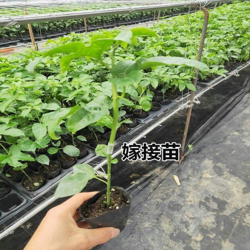 新冬瓜百香果苗一个2斤南北种植四季可种盆栽地栽冬瓜百香