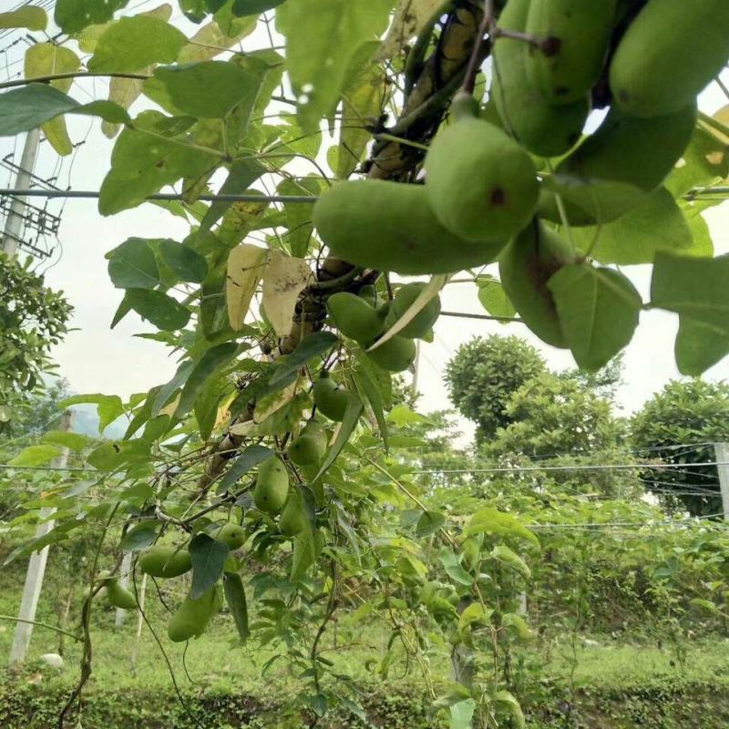 新冬瓜百香果苗一个2斤南北种植四季可种盆栽地栽冬瓜百香