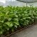 新冬瓜百香果苗一个2斤南北种植四季可种盆栽地栽冬瓜百香