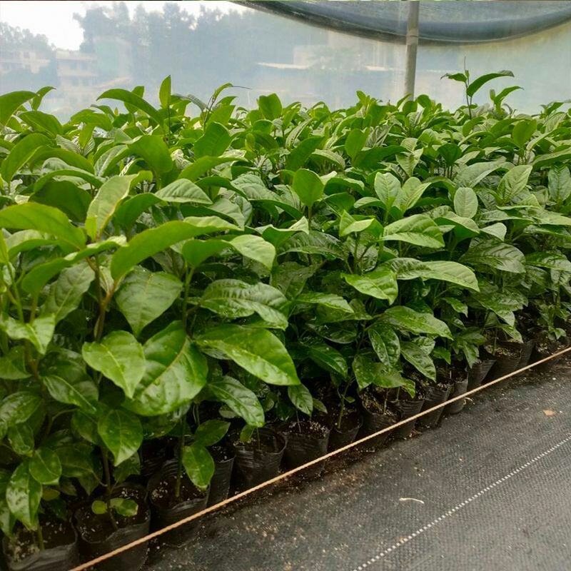 新冬瓜百香果苗一个2斤南北种植四季可种盆栽地栽冬瓜百香