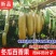 新冬瓜百香果苗一个2斤南北种植四季可种盆栽地栽冬瓜百香