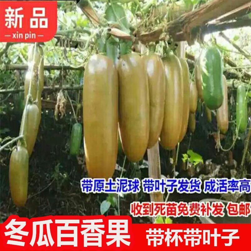 新冬瓜百香果苗一个2斤南北种植四季可种盆栽地栽冬瓜百香