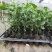 新冬瓜百香果苗一个2斤南北种植四季可种盆栽地栽冬瓜百香
