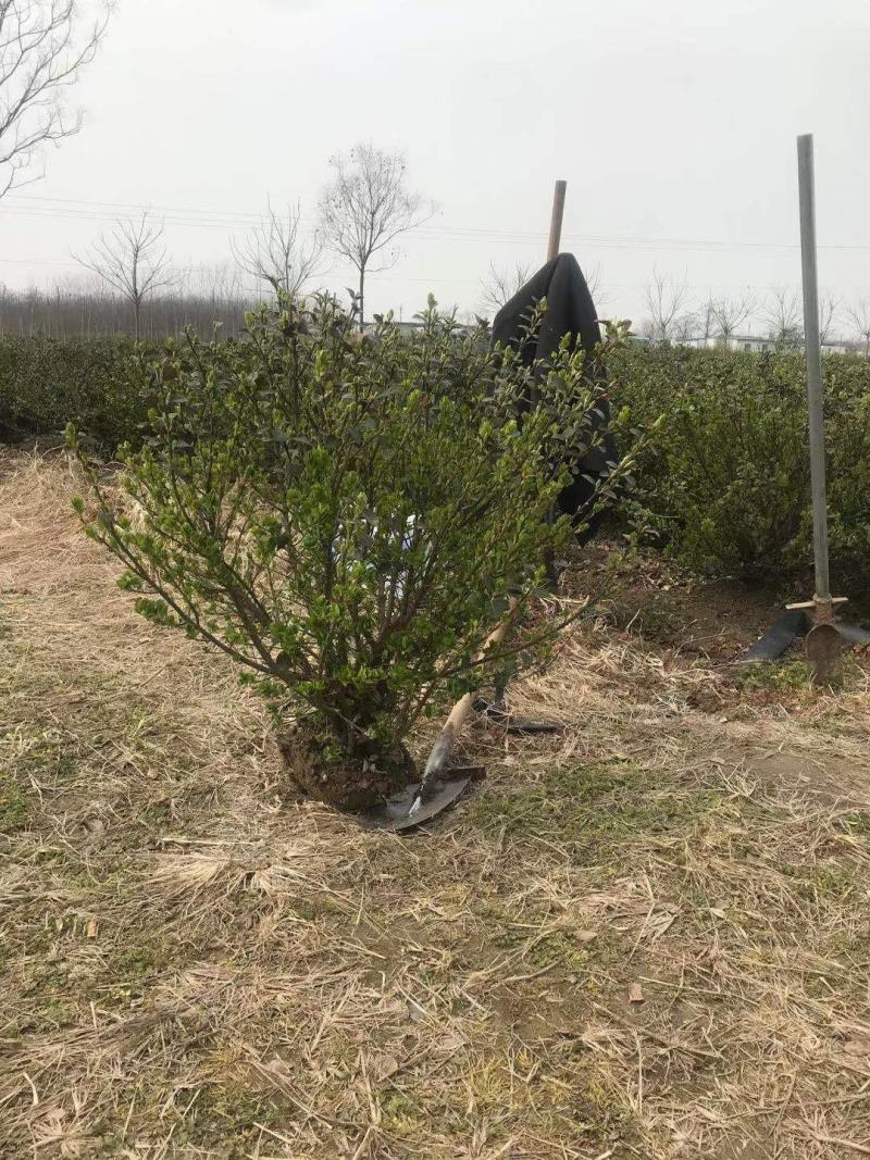 卫矛基地卫矛产地卫矛批发卫矛苗基地卫矛价格