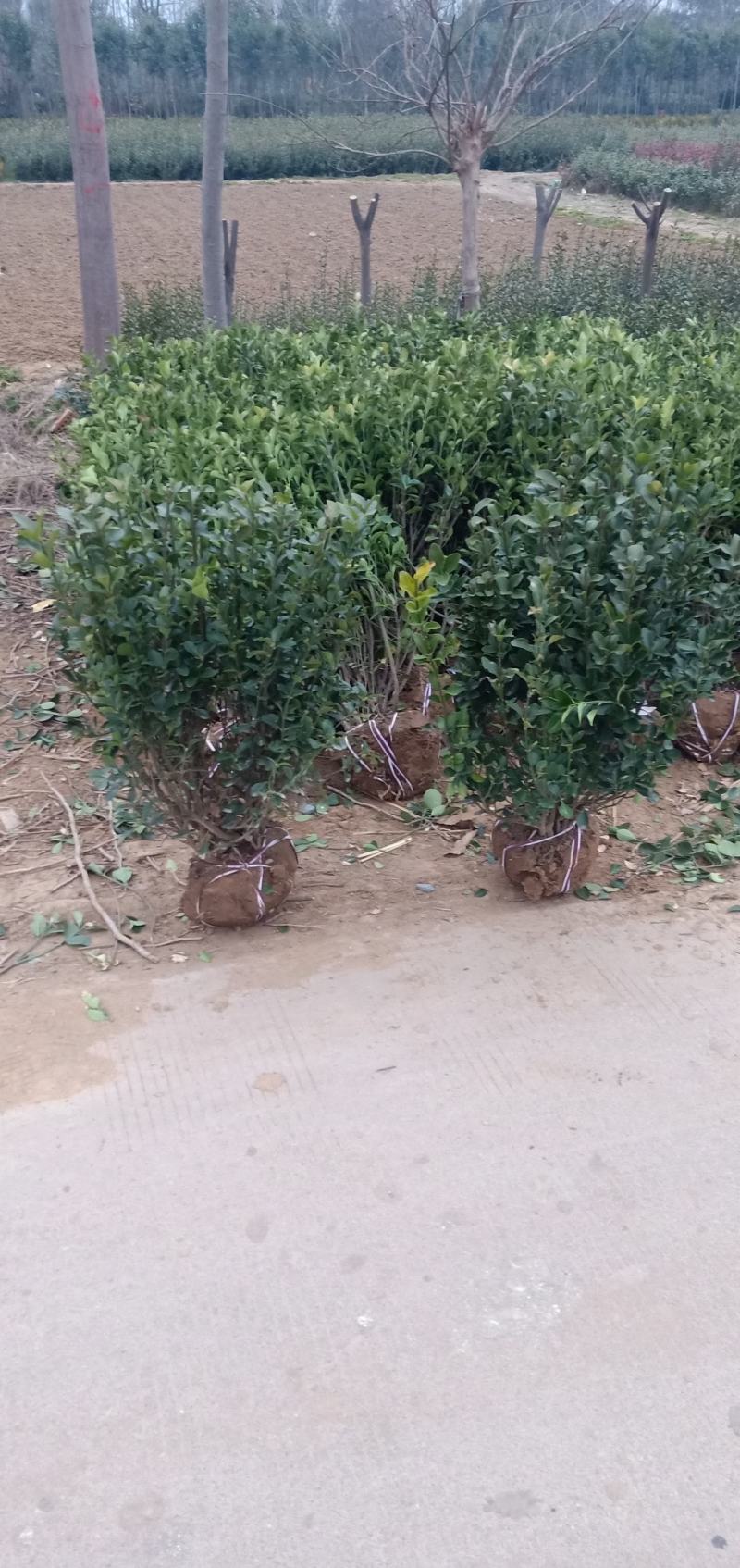 卫矛基地卫矛产地卫矛批发卫矛苗基地卫矛价格
