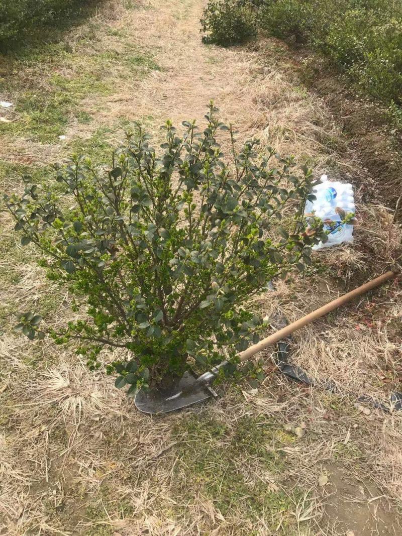 卫矛基地卫矛产地卫矛批发卫矛苗基地卫矛价格
