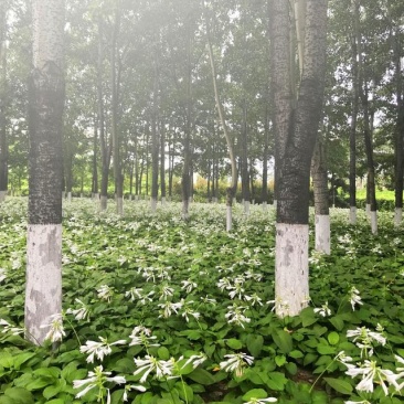 玉簪基地300万芽低于市场价批发零售苏北苗木基地