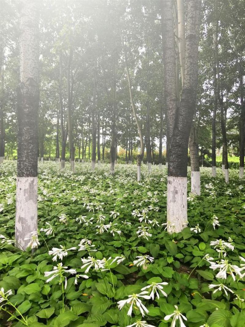 玉簪基地300万芽低于市场价批发零售苏北苗木基地
