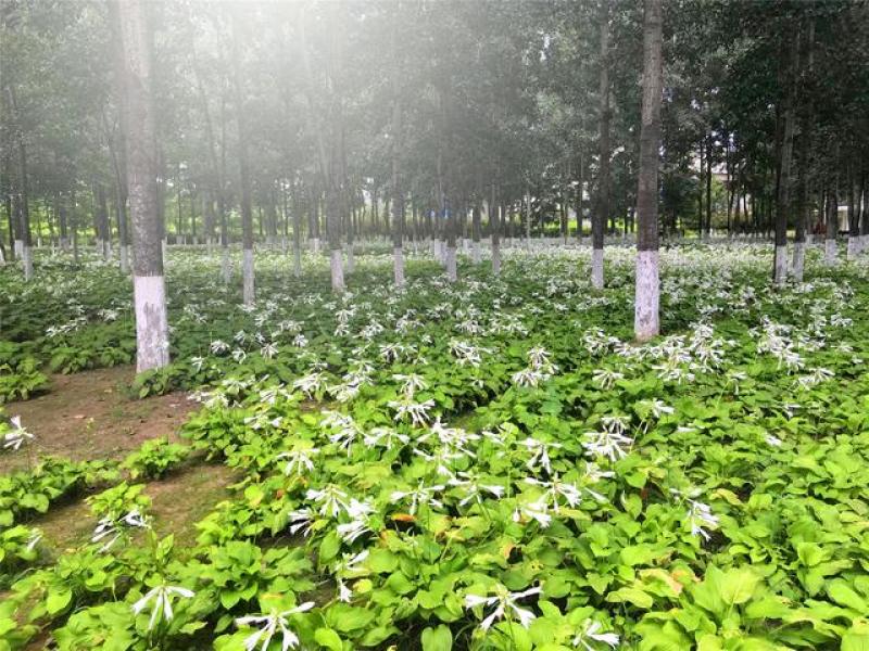 玉簪基地300万芽低于市场价批发零售苏北苗木基地