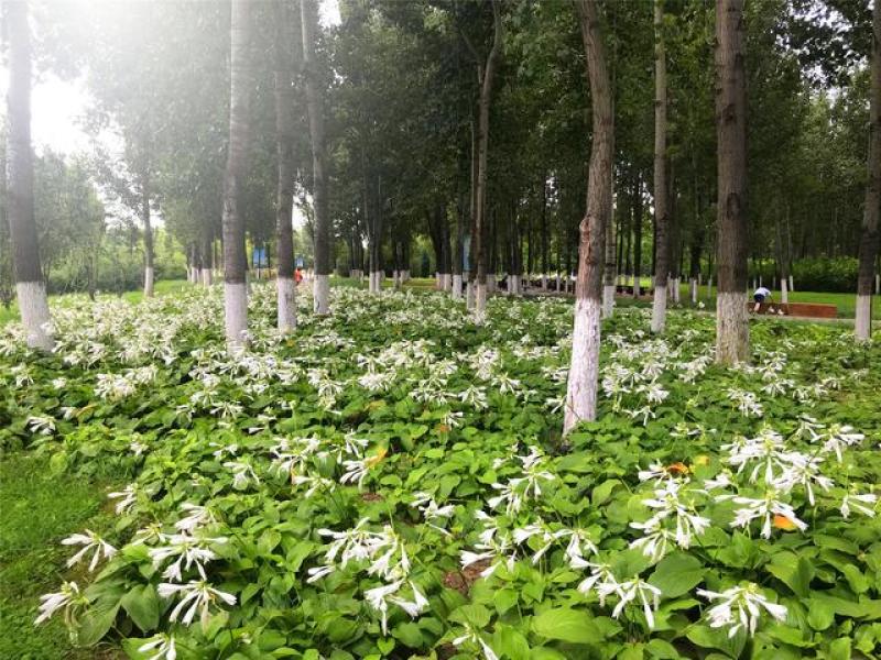 玉簪基地300万芽低于市场价批发零售苏北苗木基地