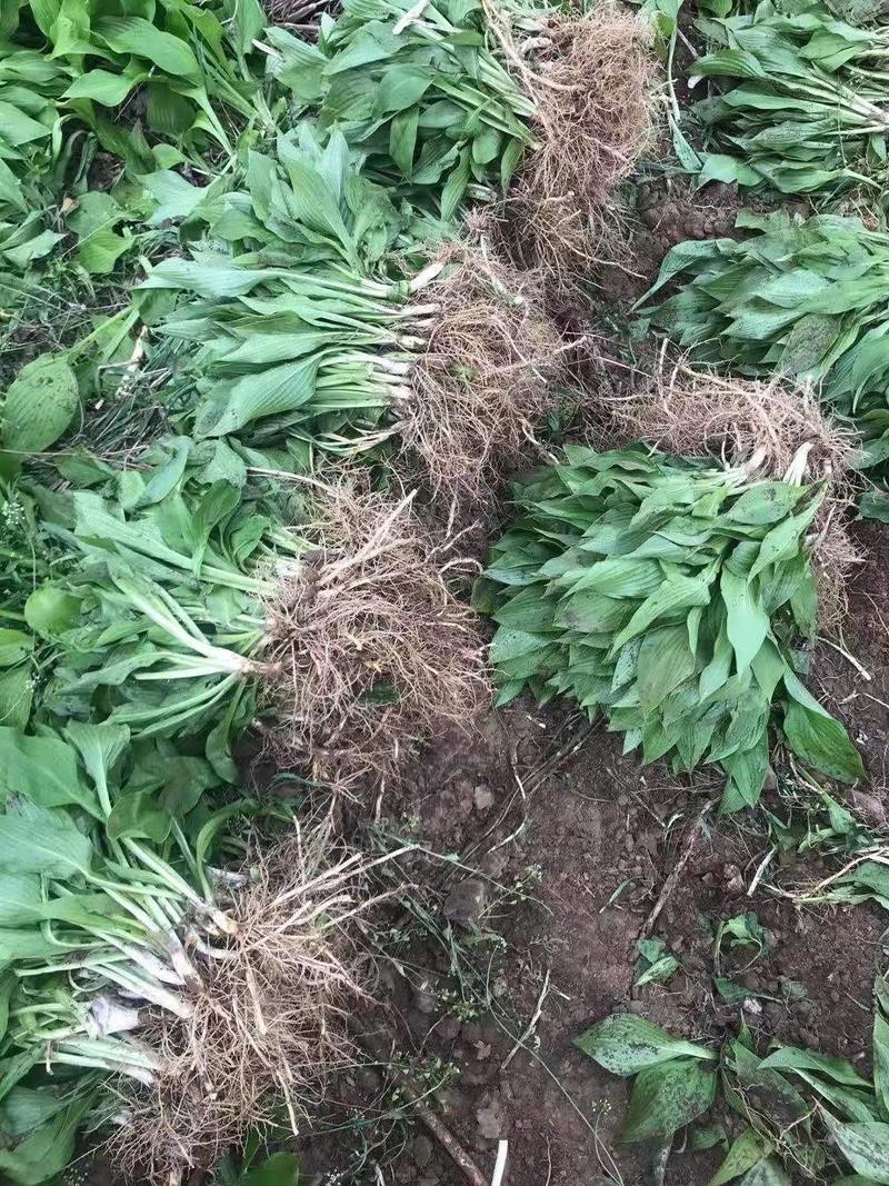 玉簪基地300万芽低于市场价批发零售苏北苗木基地