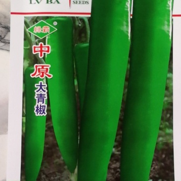 大青椒中早熟果实长粗牛角形单果重70克挂果多头尾均匀美观