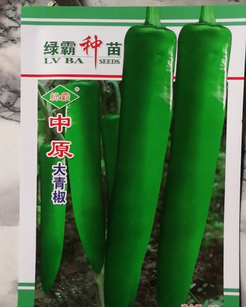 大青椒中早熟果实长粗牛角形单果重70克挂果多头尾均匀美观