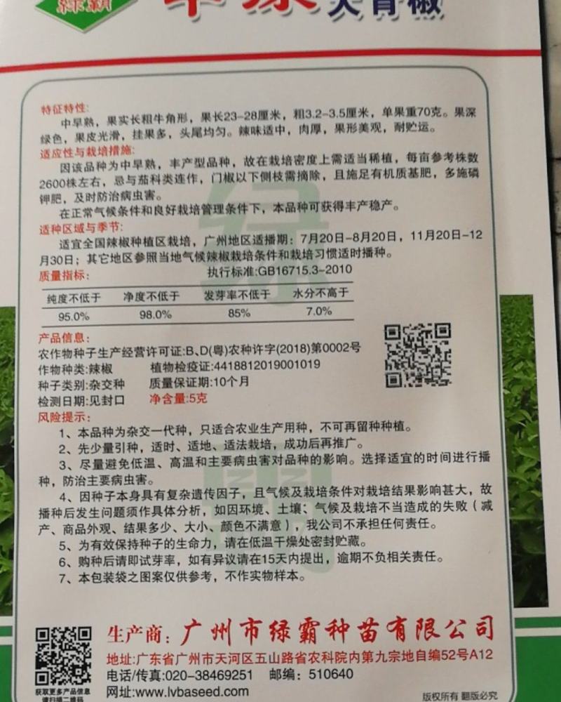大青椒中早熟果实长粗牛角形单果重70克挂果多头尾均匀美观