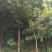 桂花树，金桂，四季桂，绿化好苗，大树也有