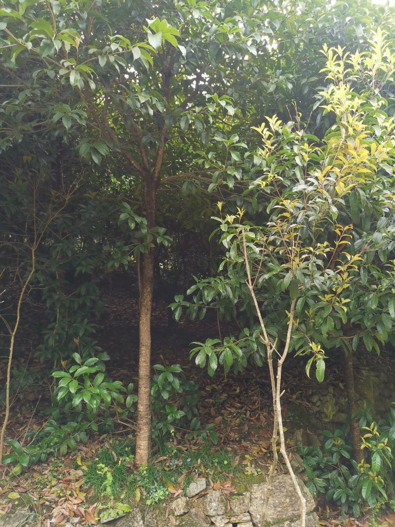 桂花树，金桂，四季桂，绿化好苗，大树也有