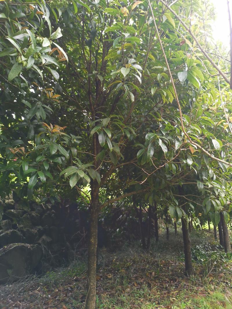 桂花树，金桂，四季桂，绿化好苗，大树也有