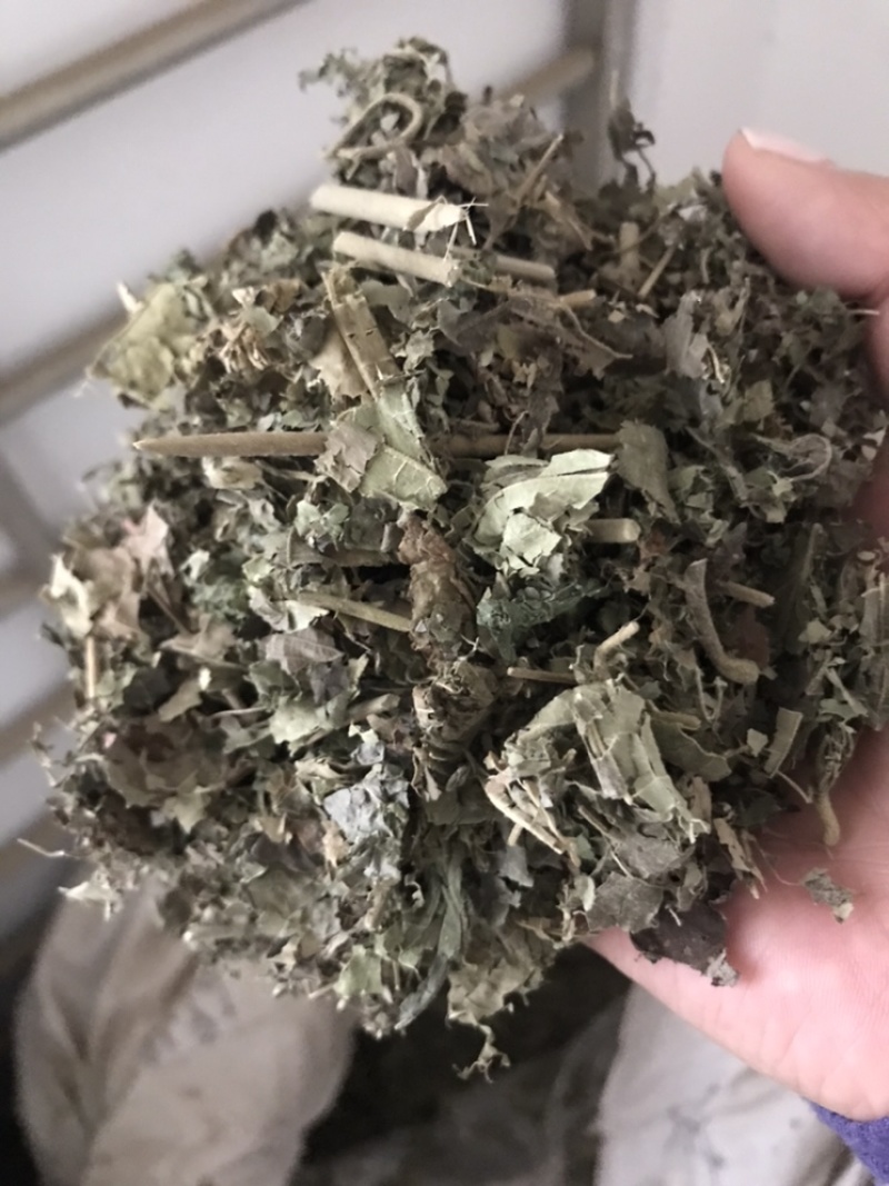 芙蓉叶木芙蓉保庆药业批发芙蓉叶实物拍摄