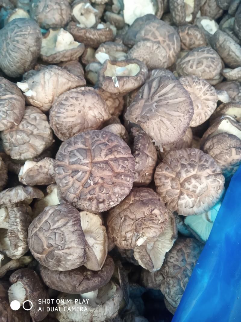 香菇低价位，好菇加工