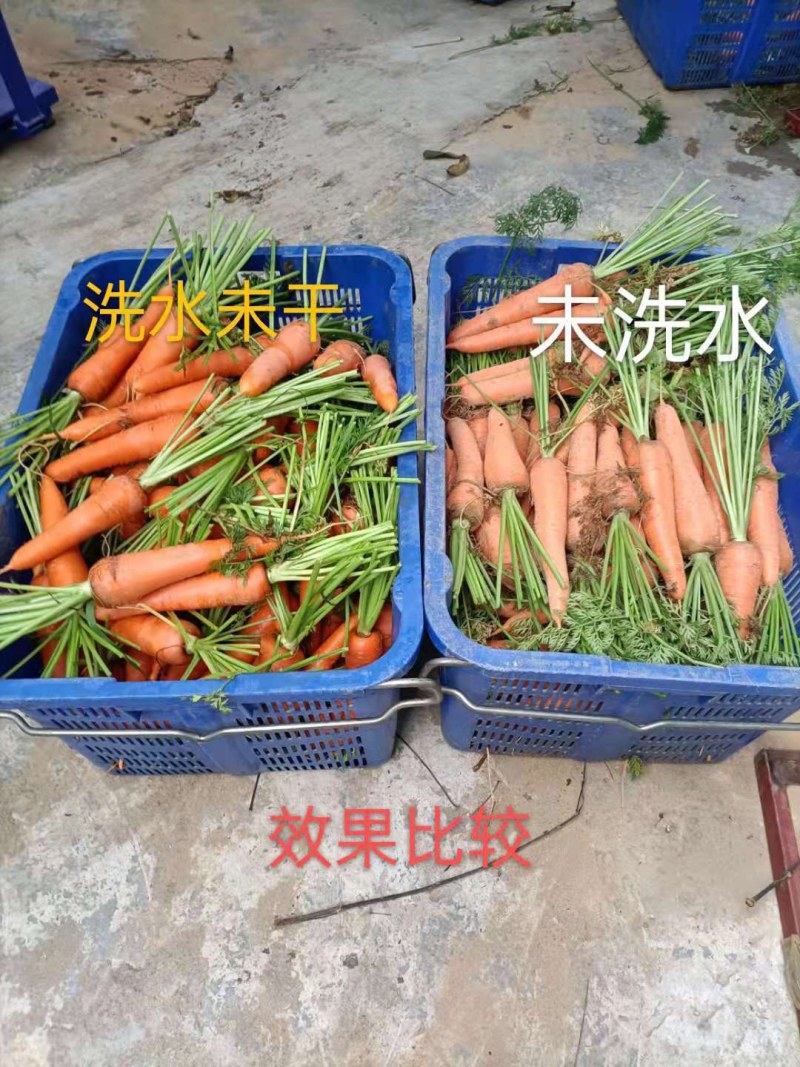 阳春市胡萝卜大量上市