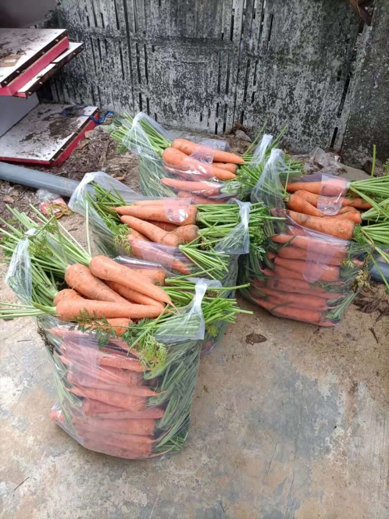 阳春市胡萝卜大量上市