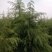 3-5米雪松，有量你就来，价格低，质量一级
