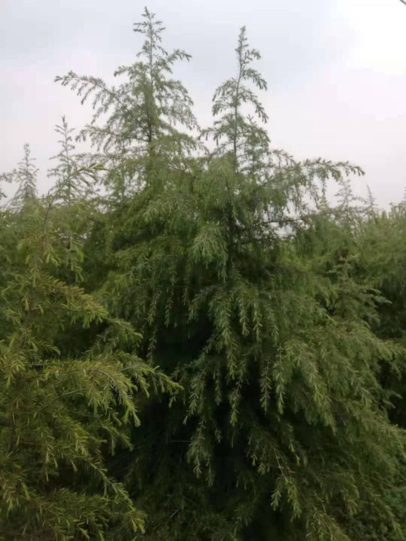 3-5米雪松，有量你就来，价格低，质量一级