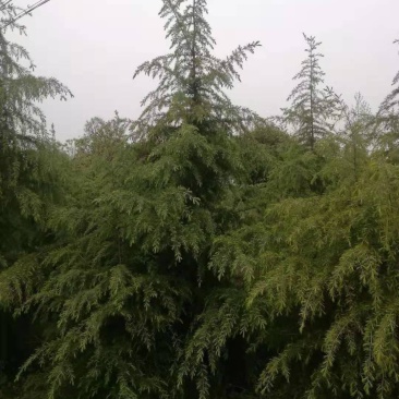 3-5米雪松，有量你就来，价格低，质量一级
