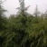 3-5米雪松，有量你就来，价格低，质量一级