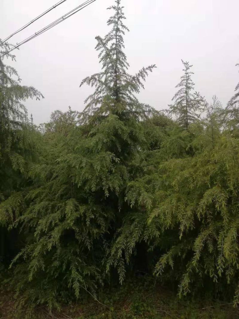 3-5米雪松，有量你就来，价格低，质量一级