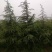 3-5米雪松，有量你就来，价格低，质量一级