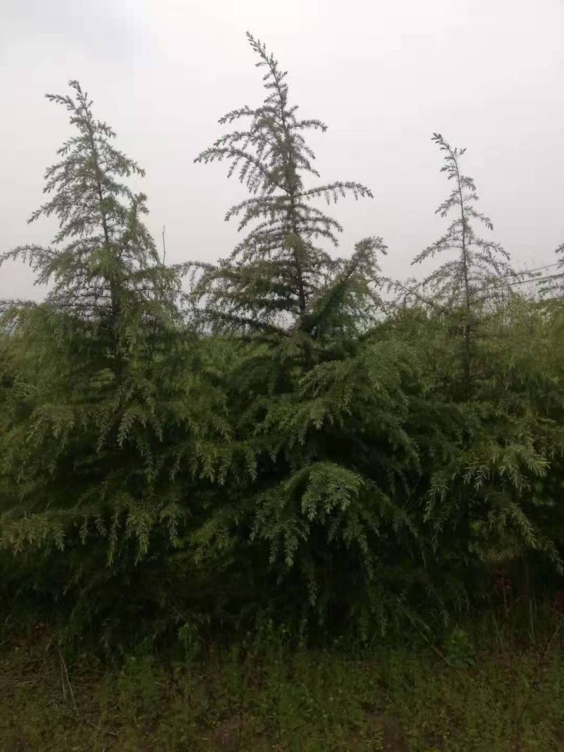3-5米雪松，有量你就来，价格低，质量一级