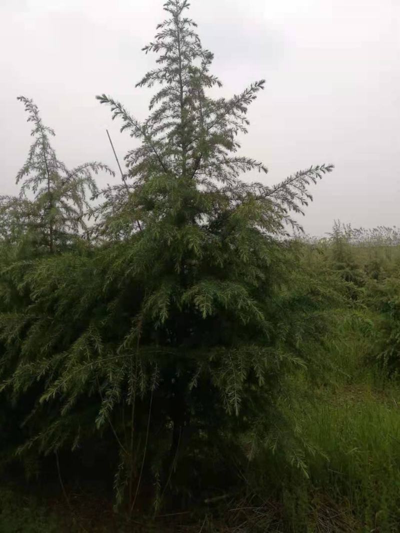 3-5米雪松，有量你就来，价格低，质量一级
