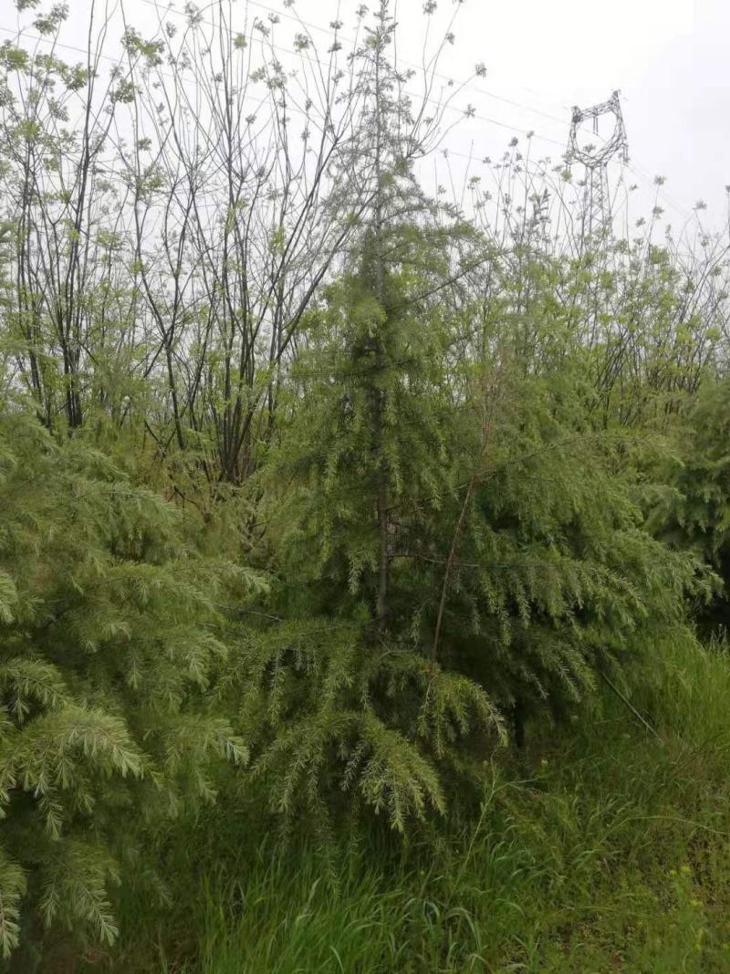 3-5米雪松，有量你就来，价格低，质量一级